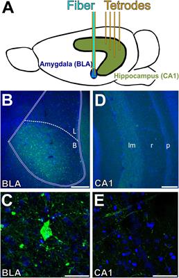 Optogenetic Stimulation of the Basolateral Amygdala Increased Theta-Modulated Gamma Oscillations in the Hippocampus